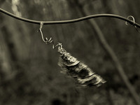 Breeze
