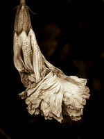 Fading Hibiscus 26