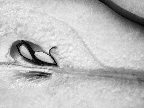 Pear
