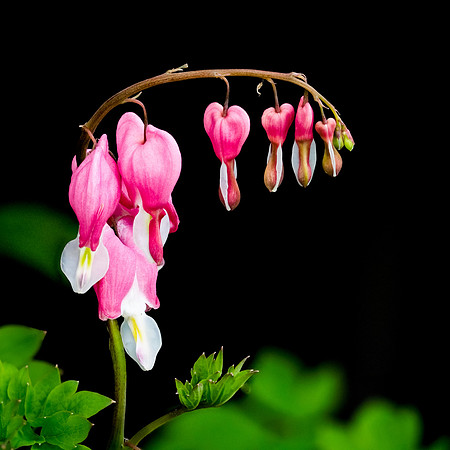 Bleeding Hearts 41-80