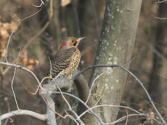 Northern Flicker