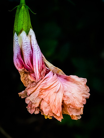 Fading Hibiscus 26