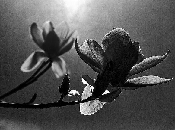 Pink Magnolia
