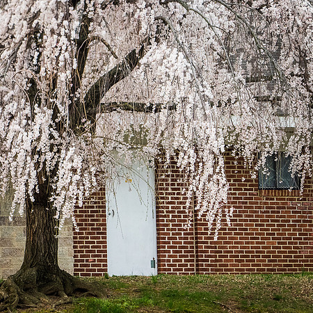 Spring in the Hood