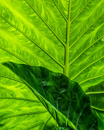 Green on Green 36