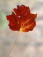 November 2010 Photos