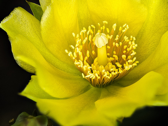 Prickly Pear Blossom 90-65