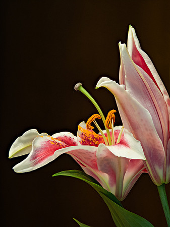 Lily 75-13