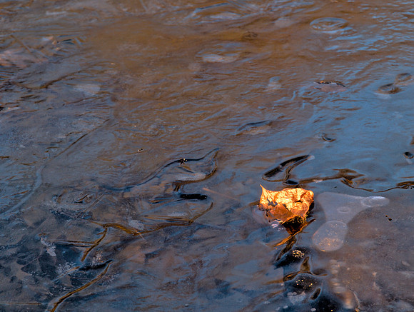 Leaf in Ice