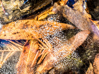 Winterforms 32