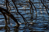 As the Ice Sets In