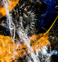Winterforms 30