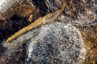 Winterforms 547