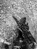 Winterforms 548