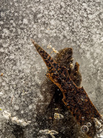 Winterforms 548