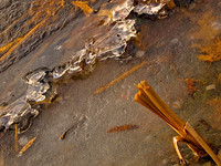 Winter Shoreline