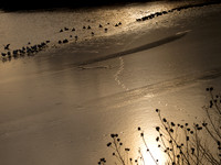 Tracks