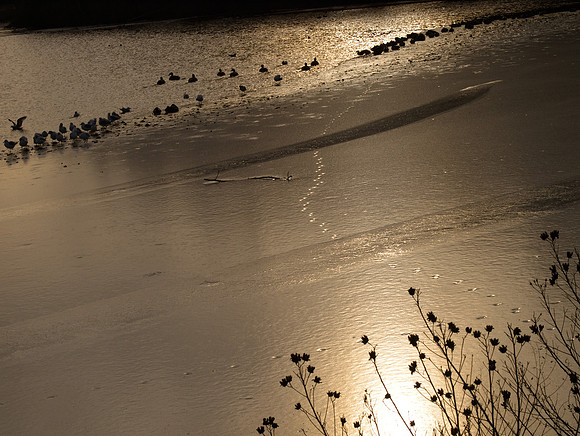 Tracks