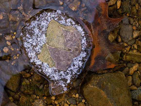 In a Winter Stream