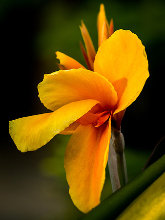 Orange Flower