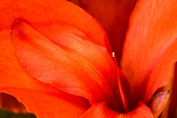 Red Flower