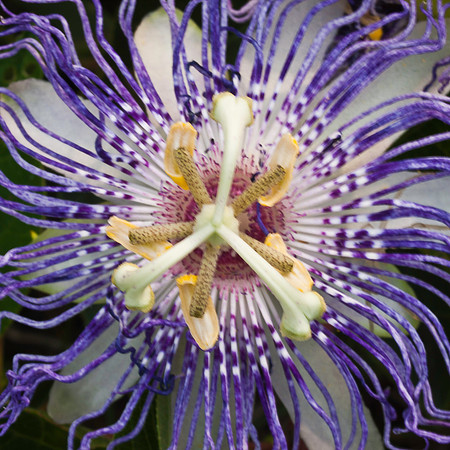 Passion