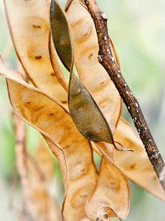 Pods