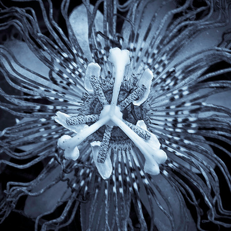 Passion