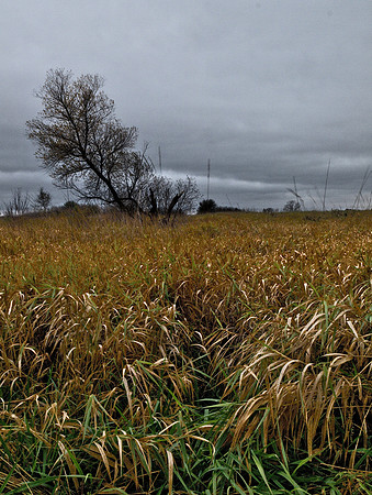 Illinois Prairie