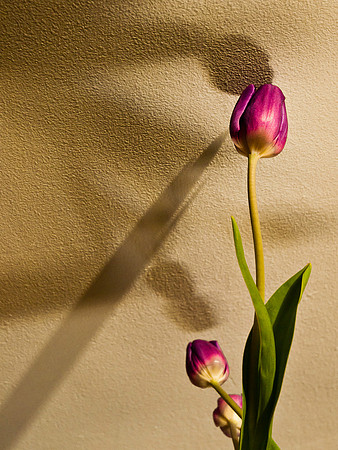 Tulip Shadows 8