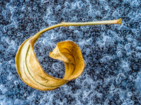 09 Iced Leaf 299-343