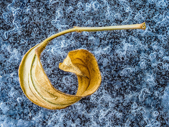 09 Iced Leaf 299-343