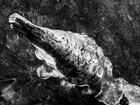 15 From the Deep 02-11