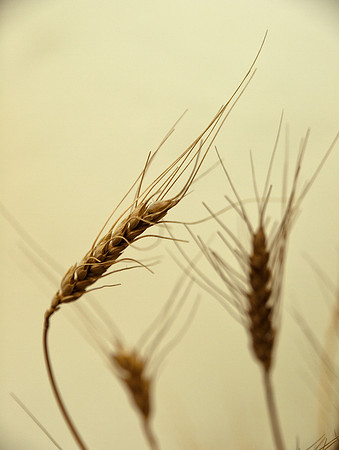 Wheat