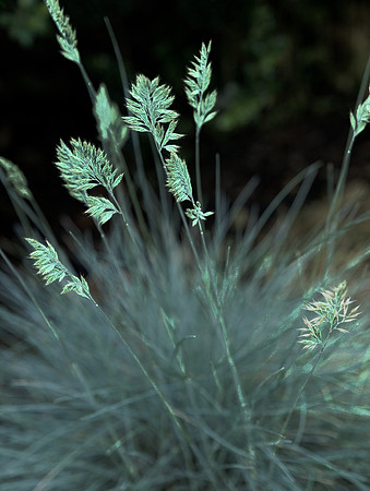 Grass 6