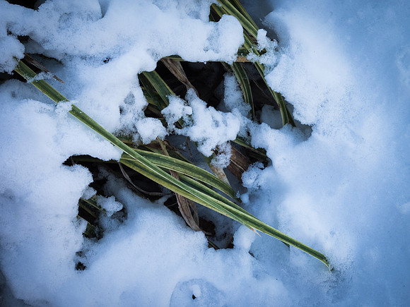 Winter Vignette