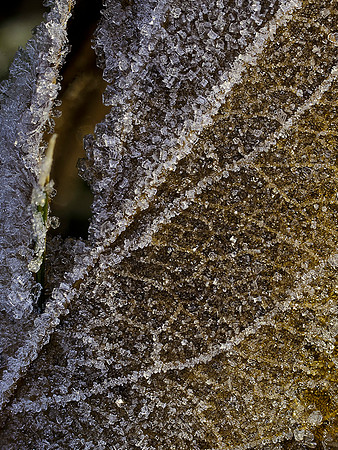 Frosty