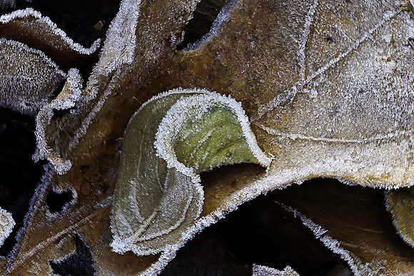 Leaf Frost 01