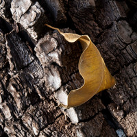 Dead Leaf 05