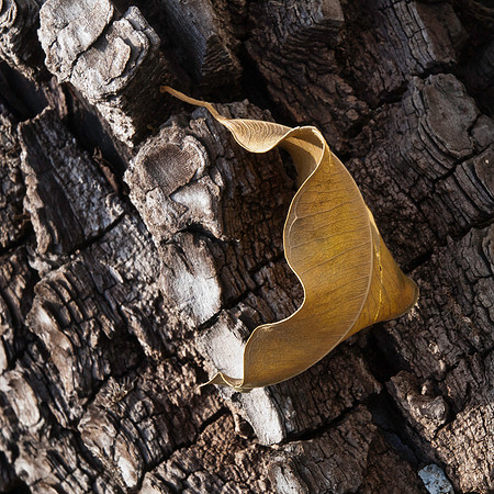 Dead Leaf 05
