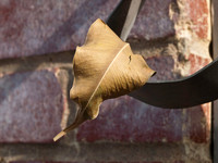 Dead Leaf 03