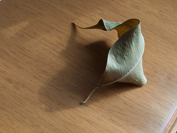 Dead Leaf 01