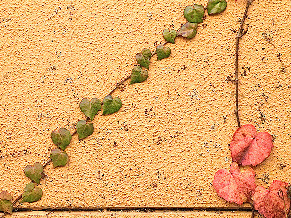 Wall with Leaves 28