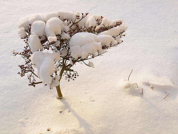 Snow Bush