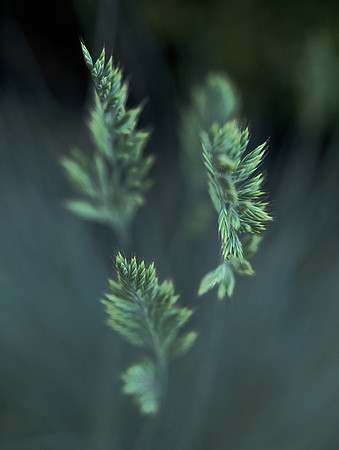 Grass 2
