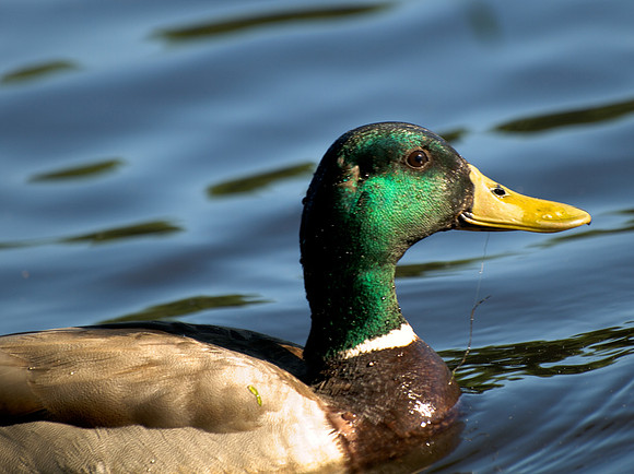 Mallard