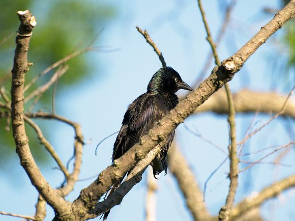 Blackbird