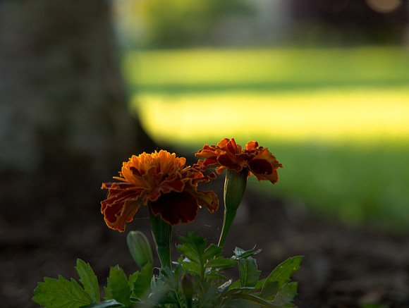 Marigold 6