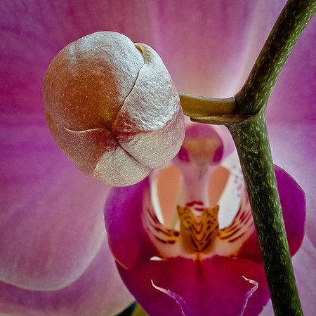 Orchid Buds