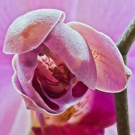 Orchid Bud